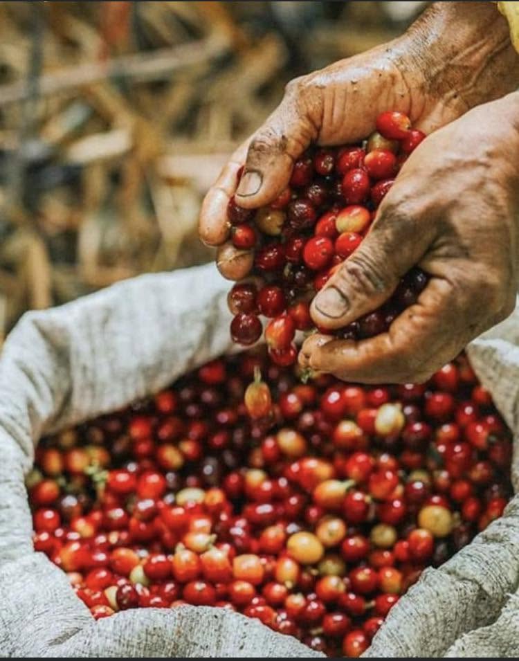 Recolección de café en Puerto Rico